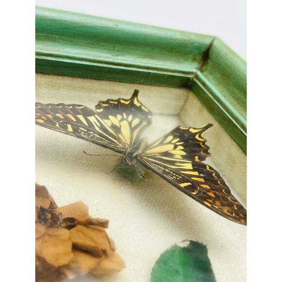 JAPANESE BUTTERFLY PAPILIO XUTHUS FRAMED DRIED TEXAS YELLOW ROSE Flower Framed - Picture 7 of 16